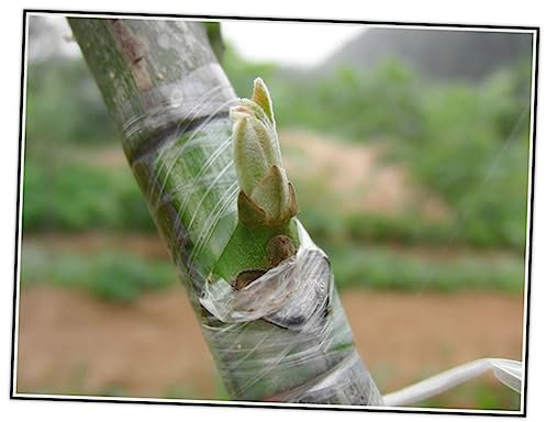 MILISTEN Pfropfbänder für Gemüse Selbstklebendes Veredelungsband Pfropfband Veredelungsband für Steinobst Klebeband binden Baumveredelungsband gewidmet Eigenschleimhaut