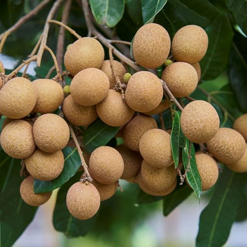 Semi di longan, resistenti per balconi Dimocarpus longan - da frutto nani resistenti vecchie varietà semi di per il giardino frutto colonnare resistente 5pcs