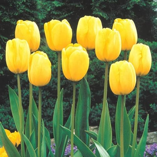 Bombilla de tulipán amarillo para plantar, impresionante amarillo puro, vibrante y brillante (10 bombillas), perfecta para camas de jardín, bordes, contenedores y plantaciones masivas