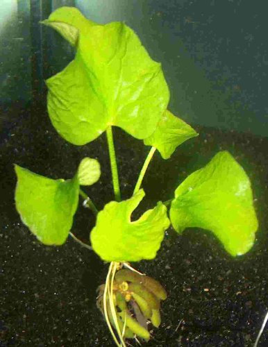 3 Water bananas, Nymphoides Aquatica, Banana