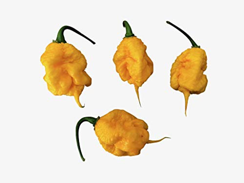 CAROLINA REAPER (Yellow) 10 Samen -Ultra scharfe Chili-Sorte-