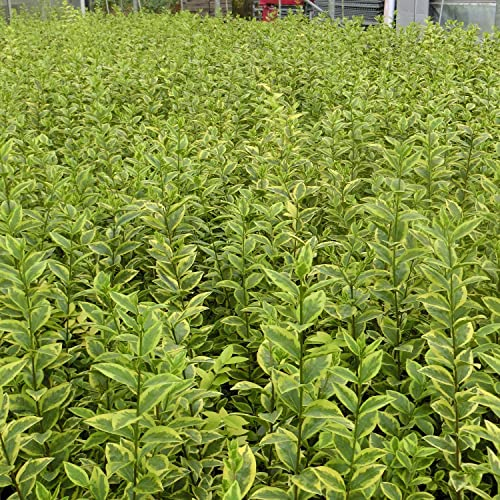 Garten-Schlüter® Gold-Liguster 'Aureum' Ligustrum ovalifolium, 80-100 cm geliefert im 5 Liter Container - als Laubhecke - immergrün, winterhart, gelbrandig, duftend, insektenfreundlich