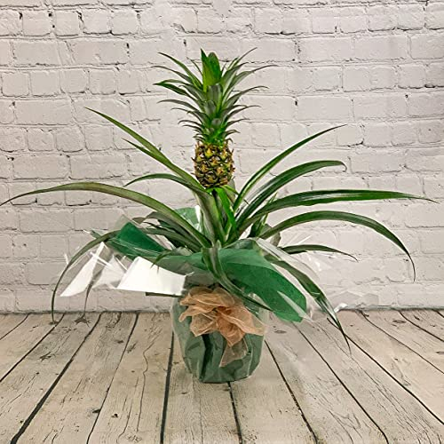 All Occasions Pineapple Plant, With Fruit in 12cm Pot,Ananas Bromelia, Home, Bedroom, Kitchen and Living Room, Perfect for Clean Air, Delivered Next Day Prime …