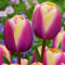 I Bulbi Di Tulipano Hanno Un Colore Tenue E Possono Essere Abbinati A Una Varietà Di Fiori, Sono Adatti Per La Decorazione Paesaggistica, Sono Ampiamente Utilizzati Nei Giardi,-5bulbi