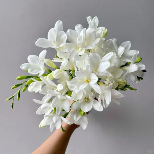 8 piezas bulbo de fresia flores regalo plantas exóticas resistente Fresia híbrida Plantas resistentes al invierno para balcones. Plantas resistentes para jardín, flores de balcón.