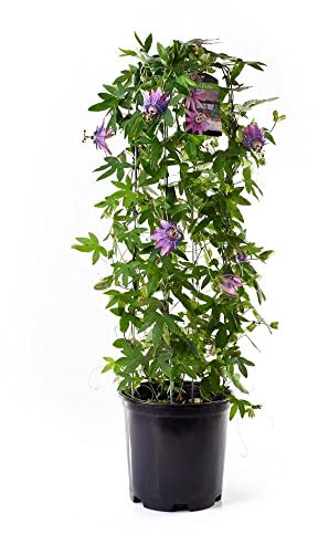 DECOALIVE Planta de la Pasión Fruto Maracuyá Natural Passiflora