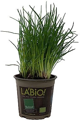 Cebollino o Ajo Morisco Natural Descubre el Sabor Exótico de esta Planta Comestible