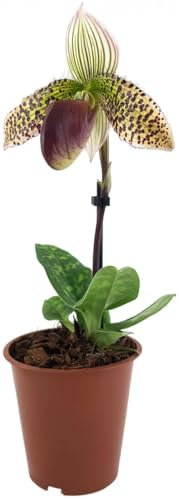 Fangblatt - Paphiopedilum sukhakulii Hybride - Frauenschuhorchidee - Topfpflanze im Ø 8 cm Topf - blühende Orchidee