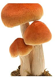 Chaks 3 Champignons DÉCO Socle Mousse 12-9.5-17CM Orange