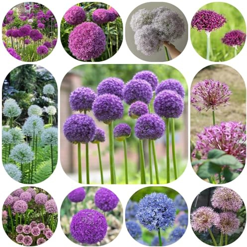 Bulbi di Allium Giganteum - da esterno resistenti bulbi Allium resistenti - di aglio perenni serre da balcone giardino 20pcs