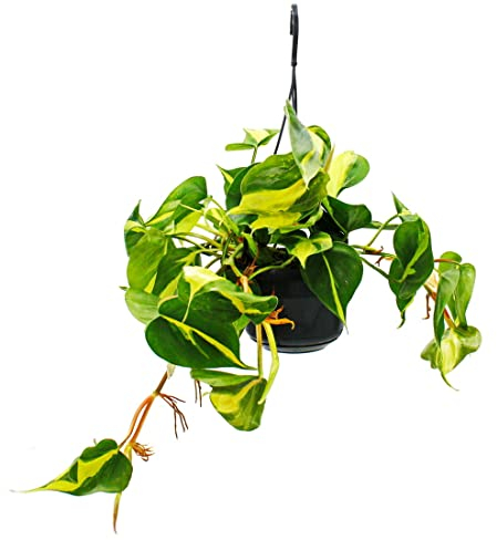 Exotenherz Philodendron scandens Brasil - Ami arbre grimpant - Bicolore - Pot de 15 cm - À suspendre