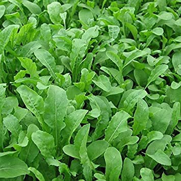 Verdi - Rucola - 500 semi + regalo libero