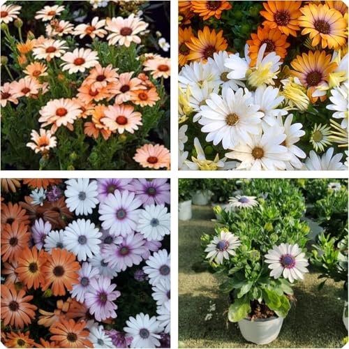 Semi di Margherita Africana Dimorfoteca in miscuglio, Fiori ideali per Aiuole, Bordature e Vaso, Semi rari African daisy seeds