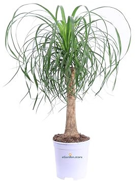 Pianta Mangia Fumo pianta di Beaucarnea Recurvata pianta vera mangia fumo da interno pianta da esterno venduta da earden.store (Beucarnea vaso 20 cm)