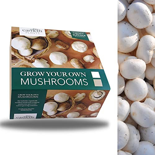 Carbeth Plants Mushroom Growing Kit - Grow Your Own White Button Suffolk Mushrooms - Perfect For Beginners - Educational Grow Our Kits With The Little Ones
