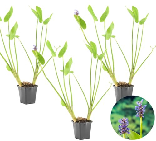 Bloomique - Set di 3 - Pontederia Cordata - Giacinto d’Acqua - Pianta Acquatica - Pianta da Stagno - Resistente al Freddo - Alte 10-20 cm - Vaso 9 cm