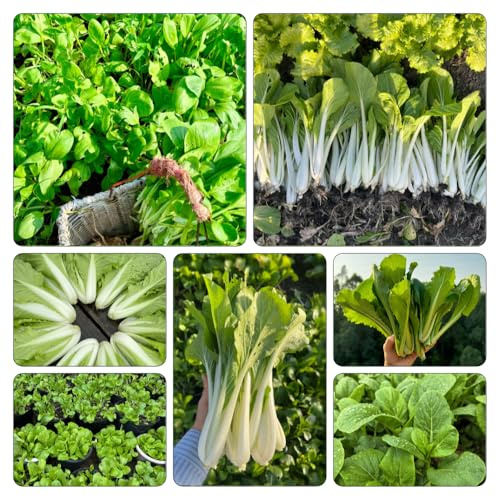 Semi di pak choi, cavolo cinese senape - d'appartamento esotiche orticole balcone giardino, resistenti, longeve biologico rara decorazione Aiuole 1000pcs