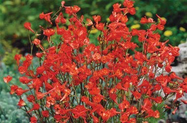 Roter Rittersporn 50 Samen, Delphinium nudicaule, Rittersporn Fox - Staude