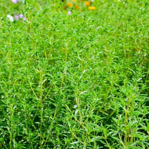 semi di santoreggia - rare giardino per la in vaso serre balcone varietà antiche roccioso copertura 750pcs