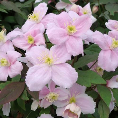 Clematis Montana 'Mayleen' - Rapid-Growth Climber with Satin-Pink Blooms - Best Scented Variety - Sparkling Bronze Foliage - 1x 1.7 Litre Pot by Thompson & Morgan