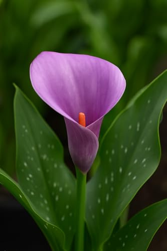 Zantedeschia ‘Lavender’ Calla Lily Bulb to Grow – Graceful Blooms in Soft Purple Tones (3 Bulbs)