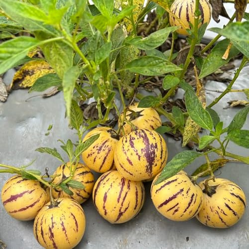 semillas de melón pera, jardín rocas pepino melón exóticas columnares semillas variedades antiguas fresca melón 10pcs