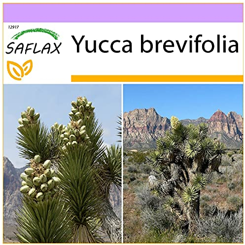 SAFLAX - Joshua Tree - 10 Seeds - Yucca brevifolia