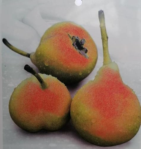 Pyrus communis Castell 170–200 cm/stam 80–100 cm – päronträd
