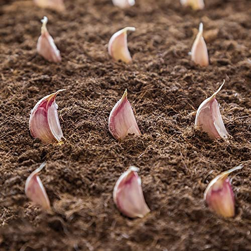 knoblauch pflanzen bio, pflanzknoblauch, Steckknoblauch gemüse samen zwiebeln, gemüsesamen & -pflanzen kletterpflanzen winterhart, gemüse saatgut pflanzen für sonnige plätze - 5 Stück (Rot)