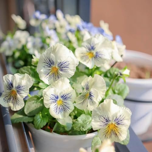 semi di viola del pensiero d'appartamento giardino balcone resistenti recisi rialzata con decorazione soggiorno 50pcs