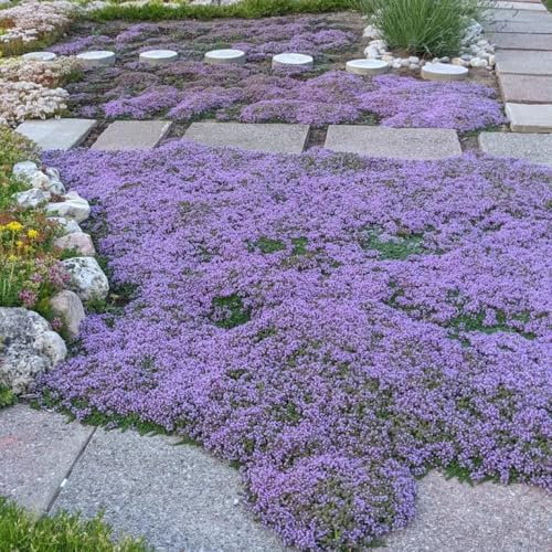semillas de tomillo cubresuelo - jardín balcón 85pcs