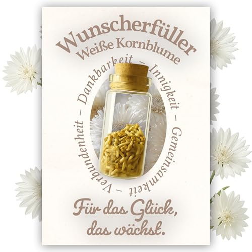 Little Plants Wunscherfüller | Echte weiße Kornblume Samen | für Weihnachten Geburtstag Hochzeit Jugendweihe Reisen Geschenkidee für Frauen und Männer Weiße Kornblume