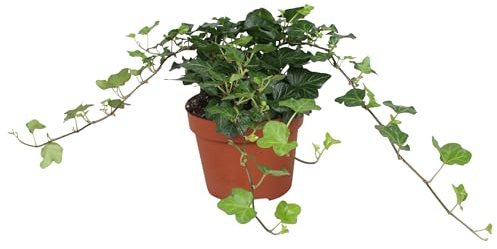 Pflanzen - Echter Efeu - Hedera Wonder Topf - 13 cm hoch - 20 cm breit