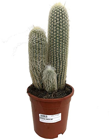Cactus y suculentas (ESPOSTOA LANATA)