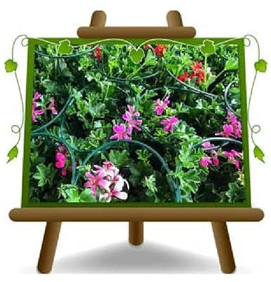 10 géranium parisien Couleurs mélangées sur pot de 14 plantes ornementales