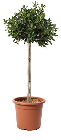 KENTIS - Agrifoglio Nellie Stevens - Ilex Mutchagara Nellie Stevens - Piante Vere da Esterno Resistenti - Pianta Decorativa da Giardino da Balcone - Vaso Ø 30 cm
