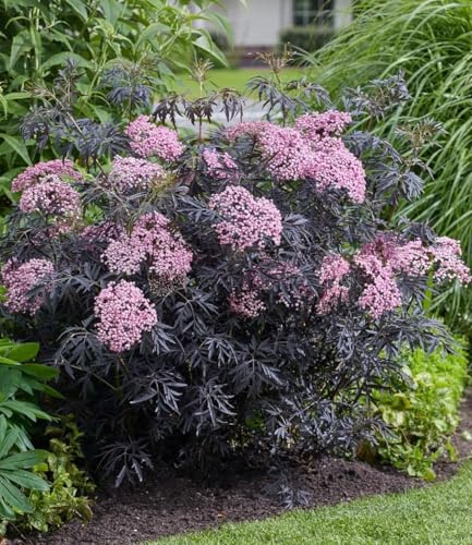 BALDUR Garten 2x Terrassen-Holunder Cherry Lace®, Pflanze im 9x9 cm-Topf