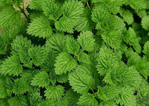 Semillas de Menta (200 A través de Semillas 1/2 Onza) La Herencia Probada para el té! # 321