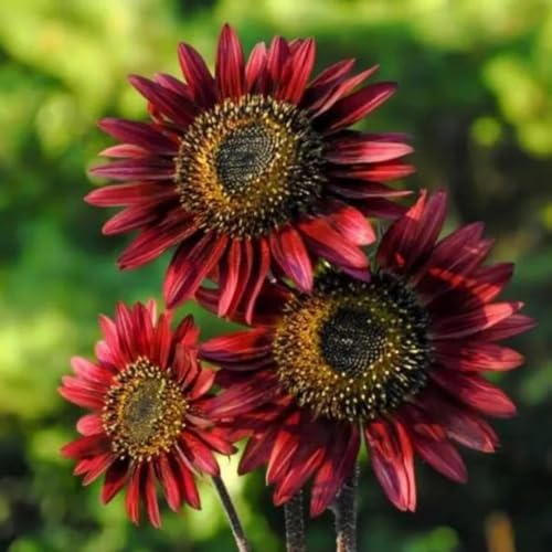 semillas de girasol los temprano semillas de perennes jardín decoración silvestres perennes resistentes orgánicas girasoles invernaderos balcón 450pcs