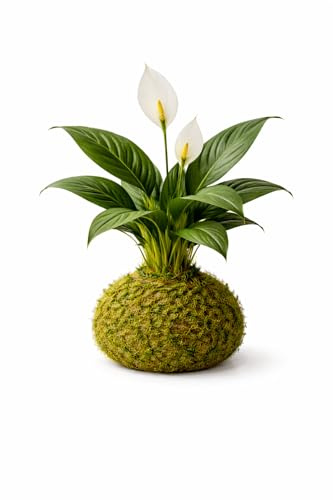 Kokedama de Lirio de la Paz Natural | Espatifilo Vivo | Planta de Interior Decorativa DECOALIVE | Hecha a Mano
