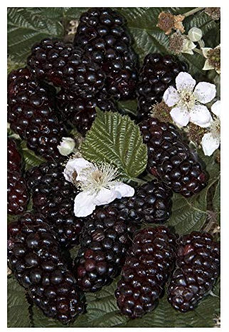 RP Seeds Rubus fruticosus (BlackBerry/Bramble) - 50 Seeds