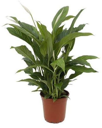 Einblatt - Spathiphyllum Torelli - Zimmerpflanze - Ø17cm - 65cm