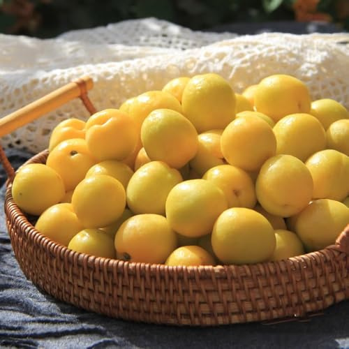 comprar semillas de albaricoquero - albaricoque, decoración de jardín para exterior de albaricoquero, fresca, resistentes para 20pcs
