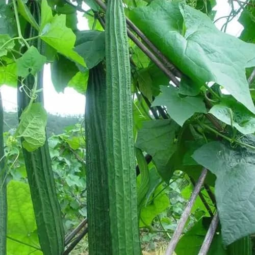 NYGardenia 20 Ridged Sponge Gourd Seeds – Angled Luffa Heirloom Vegetable for Home Gardens, Non-GMO and Easy to Grow