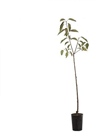 Ciliegia Grossa Di Pistoia Pianta in Vaso Varietà Ciliegia Grossa Di Pistoia - 1 Pianta