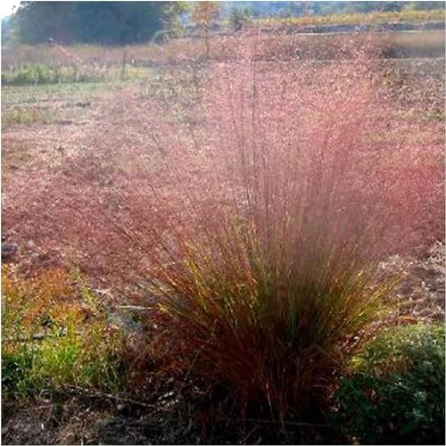 Stauden Gänge 1 x Eragrostis trichodes im 1 Liter Topf (Stauden/Staude/Ziergras/Gräser/Winterhart/Mehrjährig) Rotes Bogen Liebesgras - Filigrane Schönheit mit wogendem Charme