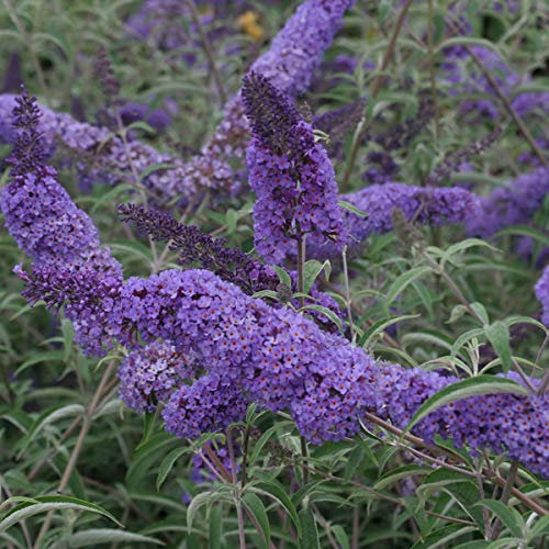 Buddleja Davidii Nanho Blue - Fjärilsbuske Nanho Blue 40-60 cm krukväxt
