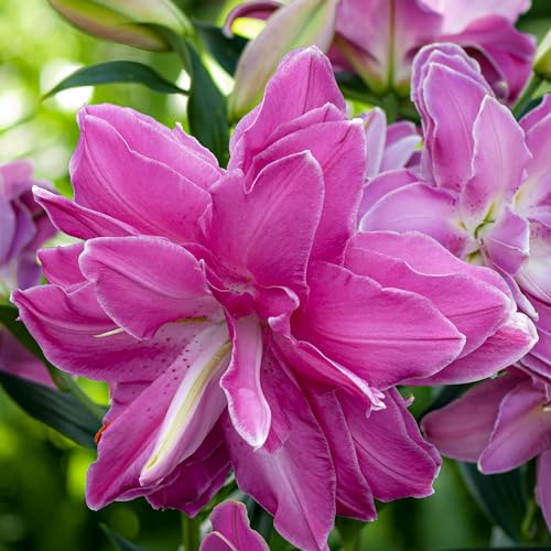 Lotus Lys Double Wonder Doublés (10 bulbes parfumés), Vivace et rustique Bulbes de Lys, Mélange de Hollande pour jardin et balcon (gros, pas de graines)