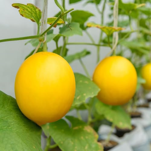 semillas de melón cantalupo - perennes resistentes medicinales cama elevada de jardín semillas columnar colgantes 250pcs