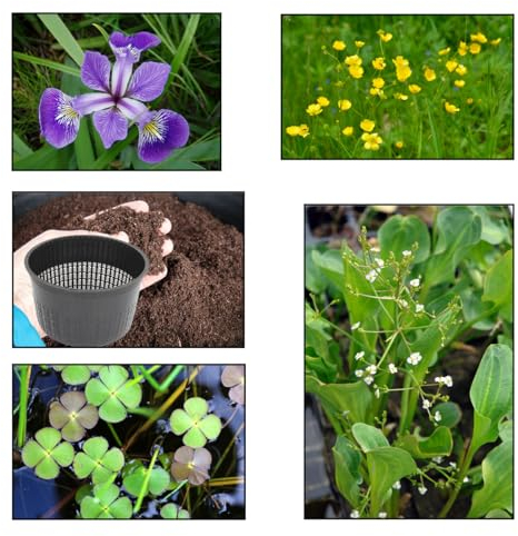 Lincolnshire Pond Plants Ltd - XS Pack Versicolor Blue Flag- 3 Marginal Plants & 1 Oxygenating Plant - Live Water Plant Aquatic Pond Lake Marginal